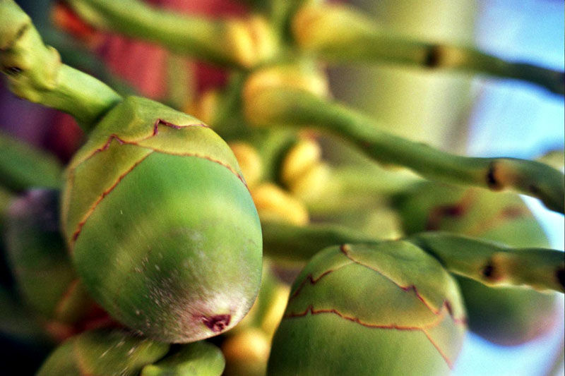 small_coconut